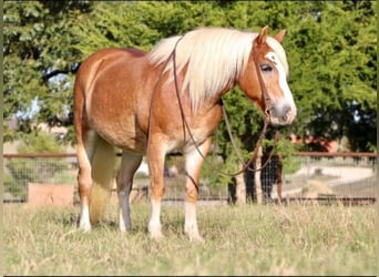 Haflinger, Yegua, 11 años, Palomino