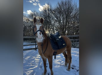 Haflinger Mestizo, Yegua, 12 años, 140 cm