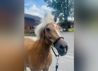 Haflinger Mestizo, Yegua, 12 años, 140 cm, Palomino