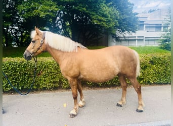 Haflinger Mestizo, Yegua, 12 años, 140 cm, Palomino