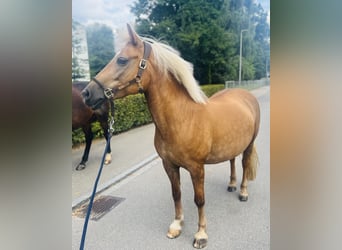 Haflinger Mestizo, Yegua, 12 años, 140 cm, Palomino