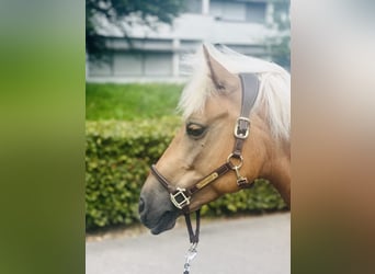 Haflinger Mestizo, Yegua, 12 años, 140 cm, Palomino