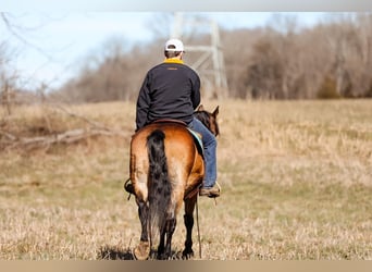 Haflinger, Yegua, 12 años, 142 cm, Buckskin/Bayo