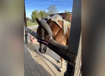 Haflinger, Yegua, 12 años, 143 cm