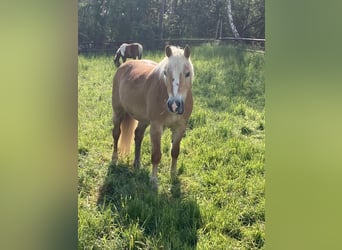 Haflinger, Yegua, 12 años, 145 cm, Alazán