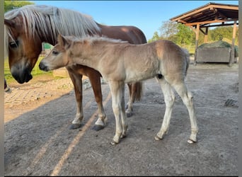 Haflinger, Yegua, 12 años, 148 cm, Alazán