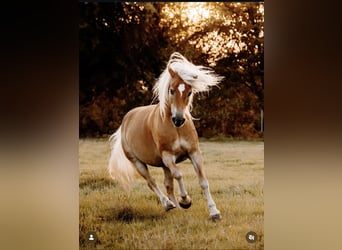 Haflinger, Yegua, 12 años, 148 cm, Alazán