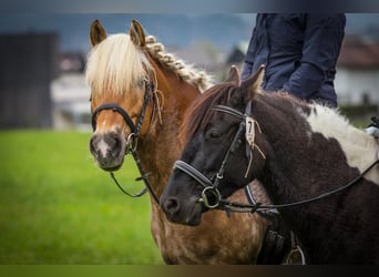 Haflinger, Yegua, 12 años, 150 cm, Alazán