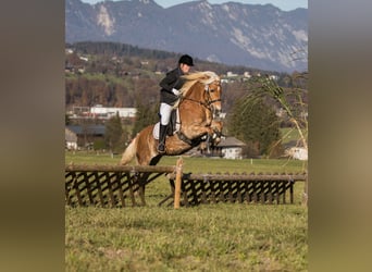 Haflinger, Yegua, 12 años, 150 cm, Alazán