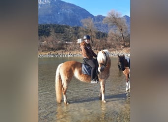 Haflinger, Yegua, 12 años, 150 cm, Alazán