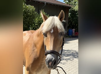 Haflinger, Yegua, 12 años, 150 cm, Alazán