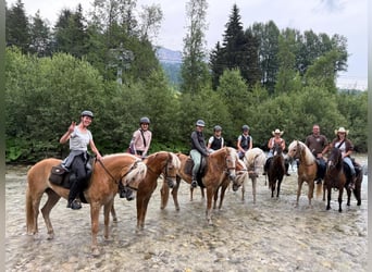 Haflinger, Yegua, 12 años, 150 cm, Alazán