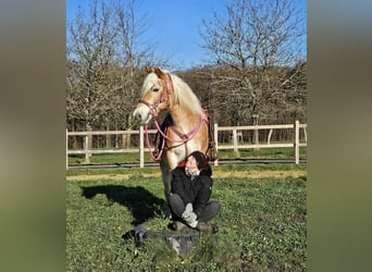 Haflinger, Yegua, 12 años, 150 cm, Alazán