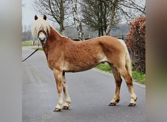 Haflinger, Yegua, 12 años, 153 cm