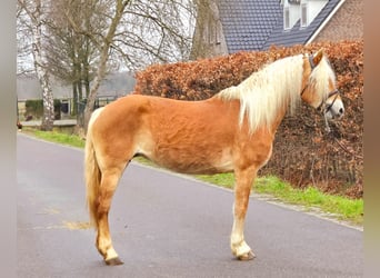 Haflinger, Yegua, 12 años, 153 cm