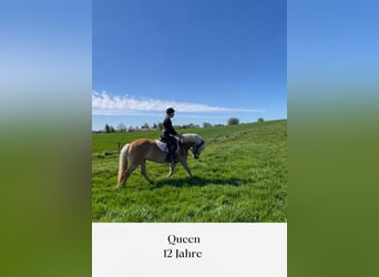 Haflinger, Yegua, 12 años, 155 cm, Alazán