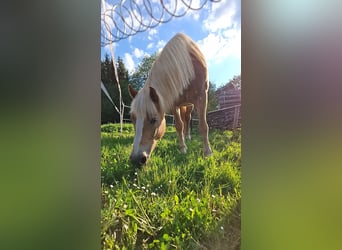 Haflinger, Yegua, 12 años, Alazán