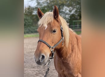 Haflinger, Yegua, 13 años, 135 cm, Alazán