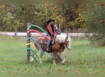 Haflinger, Yegua, 13 años, 145 cm, Alazán-tostado
