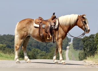 Haflinger, Yegua, 13 años, 145 cm, Alazán-tostado
