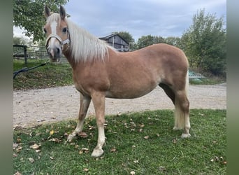 Haflinger, Yegua, 13 años, 146 cm