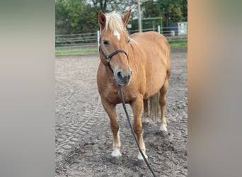 Haflinger, Yegua, 13 años, 147 cm, Alazán