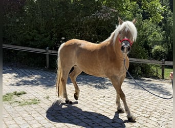 Haflinger, Yegua, 13 años, 150 cm, Castaño claro