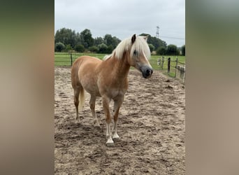 Haflinger, Yegua, 13 años, 150 cm, Palomino