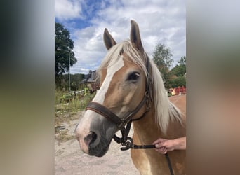 Haflinger, Yegua, 13 años, 153 cm, Alazán