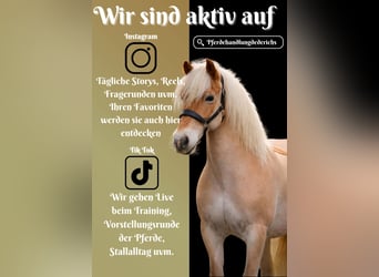 Haflinger, Yegua, 13 años, 153 cm, Alazán