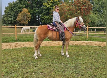 Haflinger, Yegua, 13 años, 155 cm, Alazán