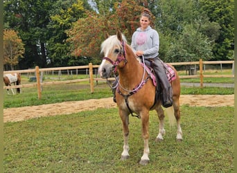 Haflinger, Yegua, 13 años, 155 cm, Alazán