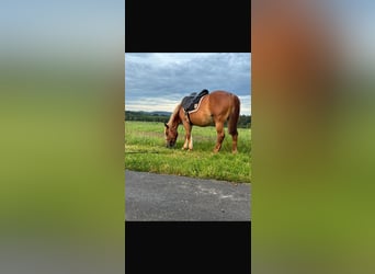 Haflinger, Yegua, 13 años, 155 cm, Alazán