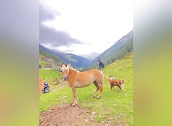 Haflinger, Yegua, 13 años, Alazán