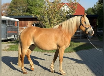 Haflinger, Yegua, 13 años, Alazán