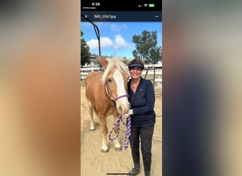 Haflinger, Yegua, 14 años, 142 cm, Alazán-tostado