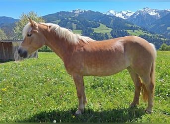 Haflinger, Yegua, 14 años, 145 cm, Alazán