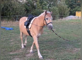 Haflinger, Yegua, 14 años, 150 cm, Alazán