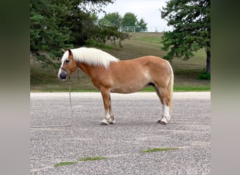 Haflinger, Yegua, 14 años, Alazán-tostado