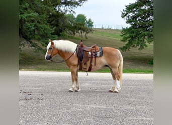 Haflinger, Yegua, 14 años, Alazán-tostado