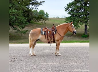 Haflinger, Yegua, 14 años, Alazán-tostado