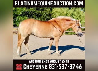 Haflinger, Yegua, 14 años, Alazán-tostado