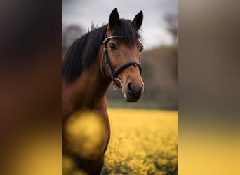 Haflinger Mestizo, Yegua, 15 años, 142 cm, Castaño