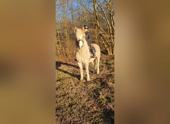 Haflinger Mestizo, Yegua, 15 años, 144 cm, Bayo