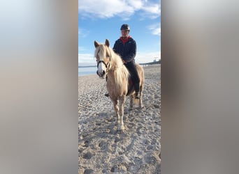 Haflinger Mestizo, Yegua, 15 años, 144 cm, Bayo