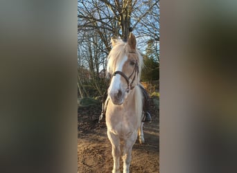 Haflinger Mestizo, Yegua, 15 años, 144 cm, Bayo