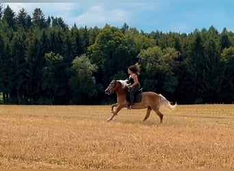 Haflinger, Yegua, 15 años, 148 cm