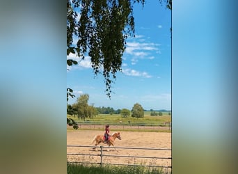 Haflinger, Yegua, 15 años, 148 cm