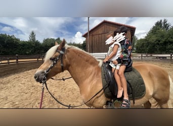 Haflinger, Yegua, 15 años, 148 cm