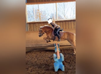 Haflinger, Yegua, 15 años, 148 cm